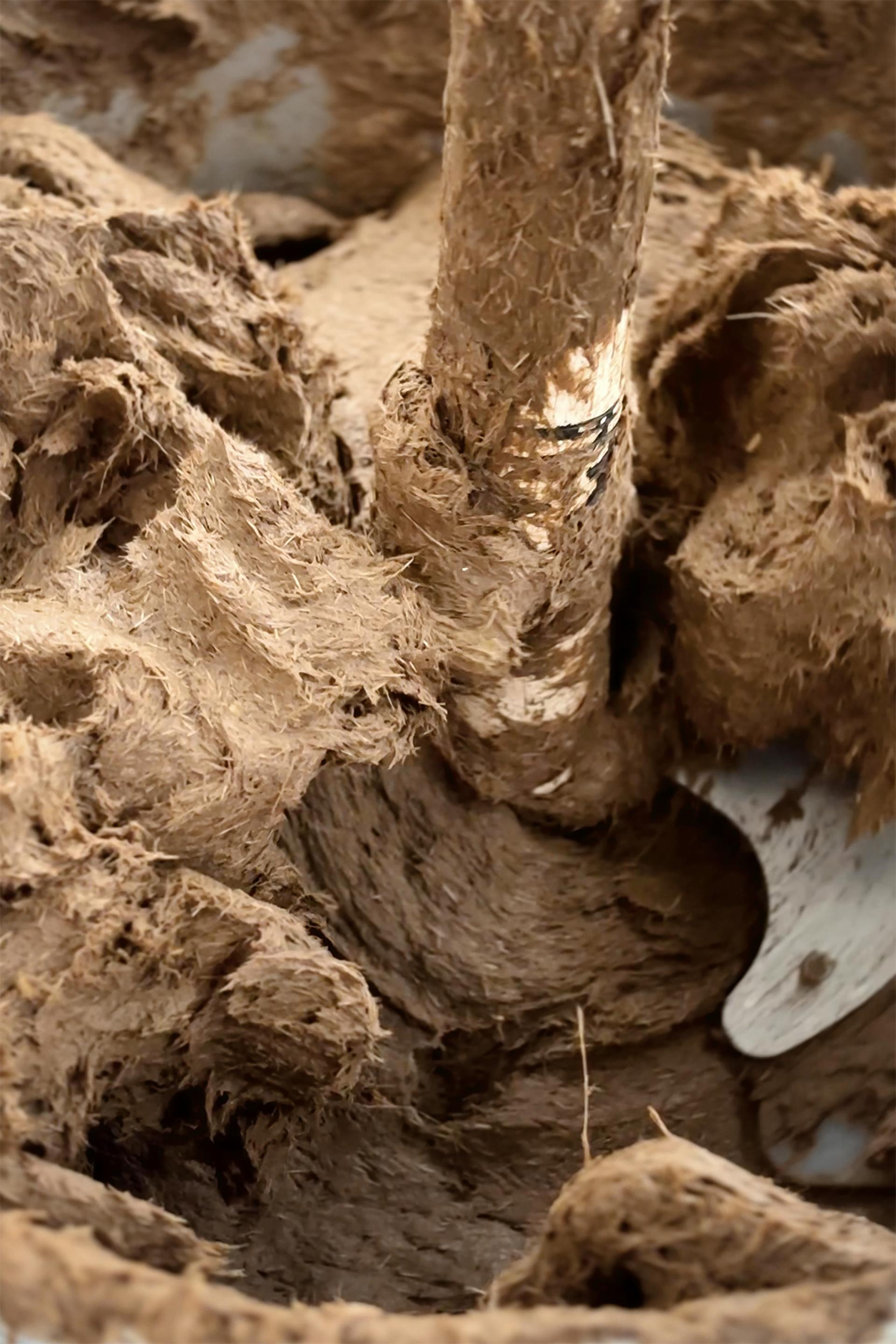 Lola Ben-Alon, assistant professor, Columbia University & director, Natural Materials Lab.