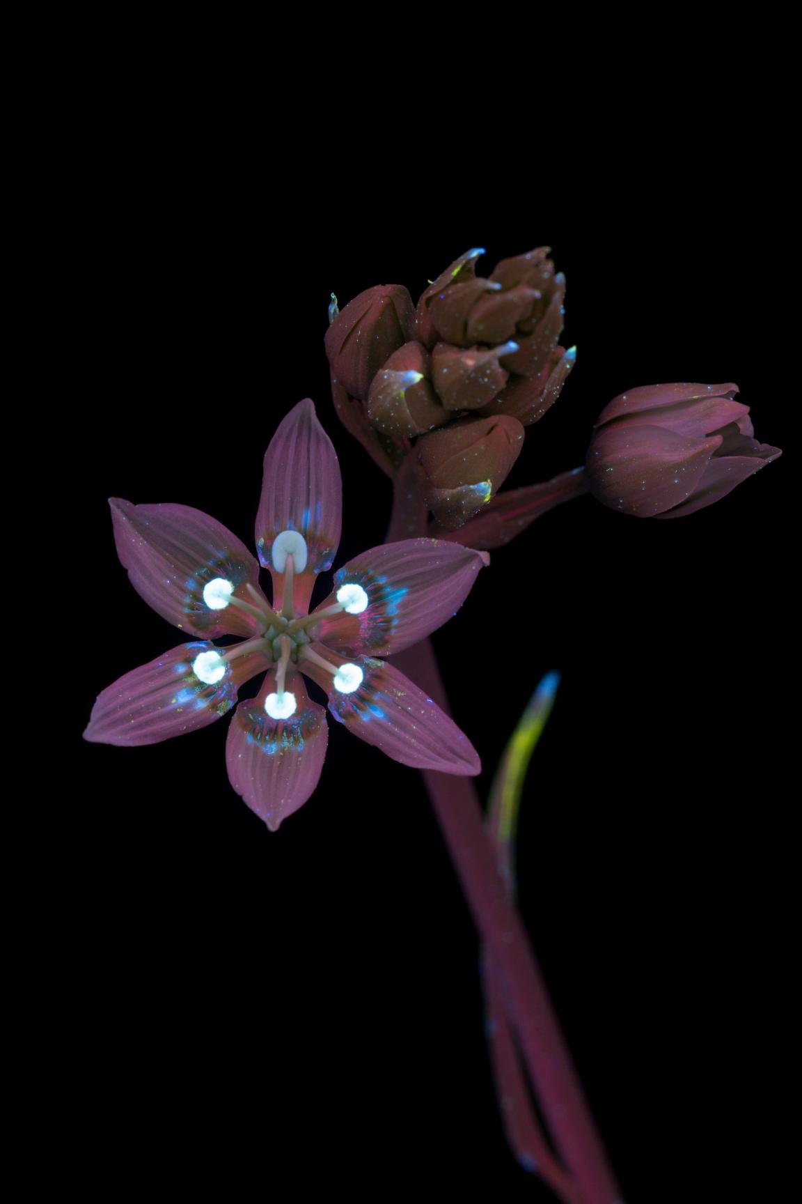 In conversation with photographer Craig Burrows - author of What The Bees See.