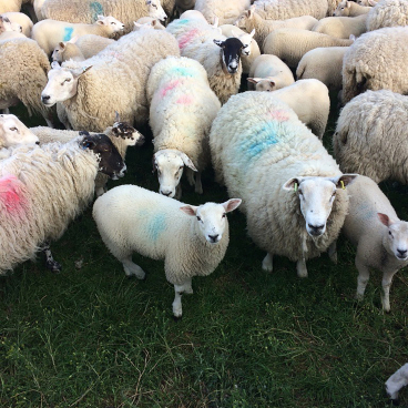 A herd of sheep grazing in the Yorkshire Sculpture Park, showcasing the vibrant wool journey from sheep to textile.
