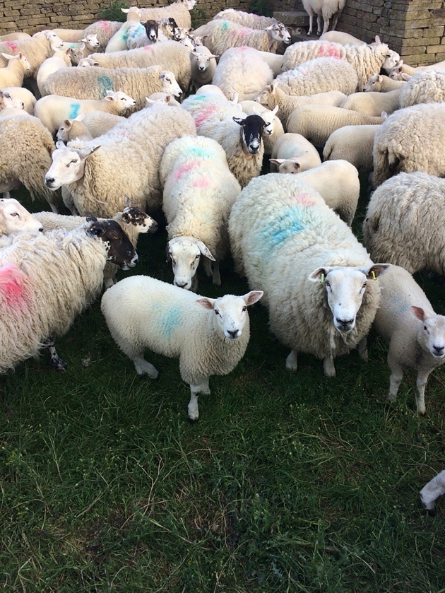 Image by Paul Wyatt - British Wool Bradford - Sheep before shearing begins