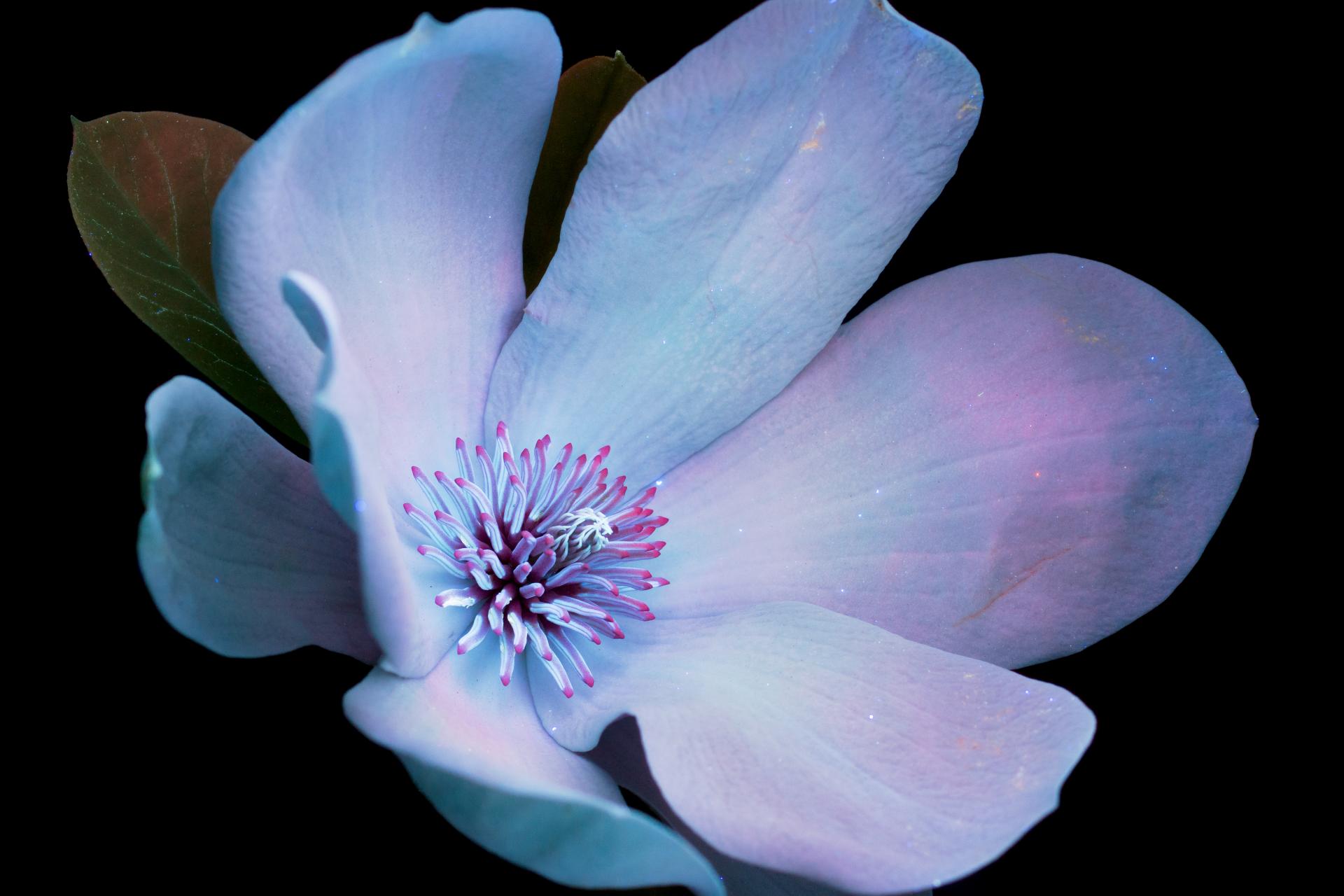 In conversation with photographer Craig Burrows - author of What The Bees See.