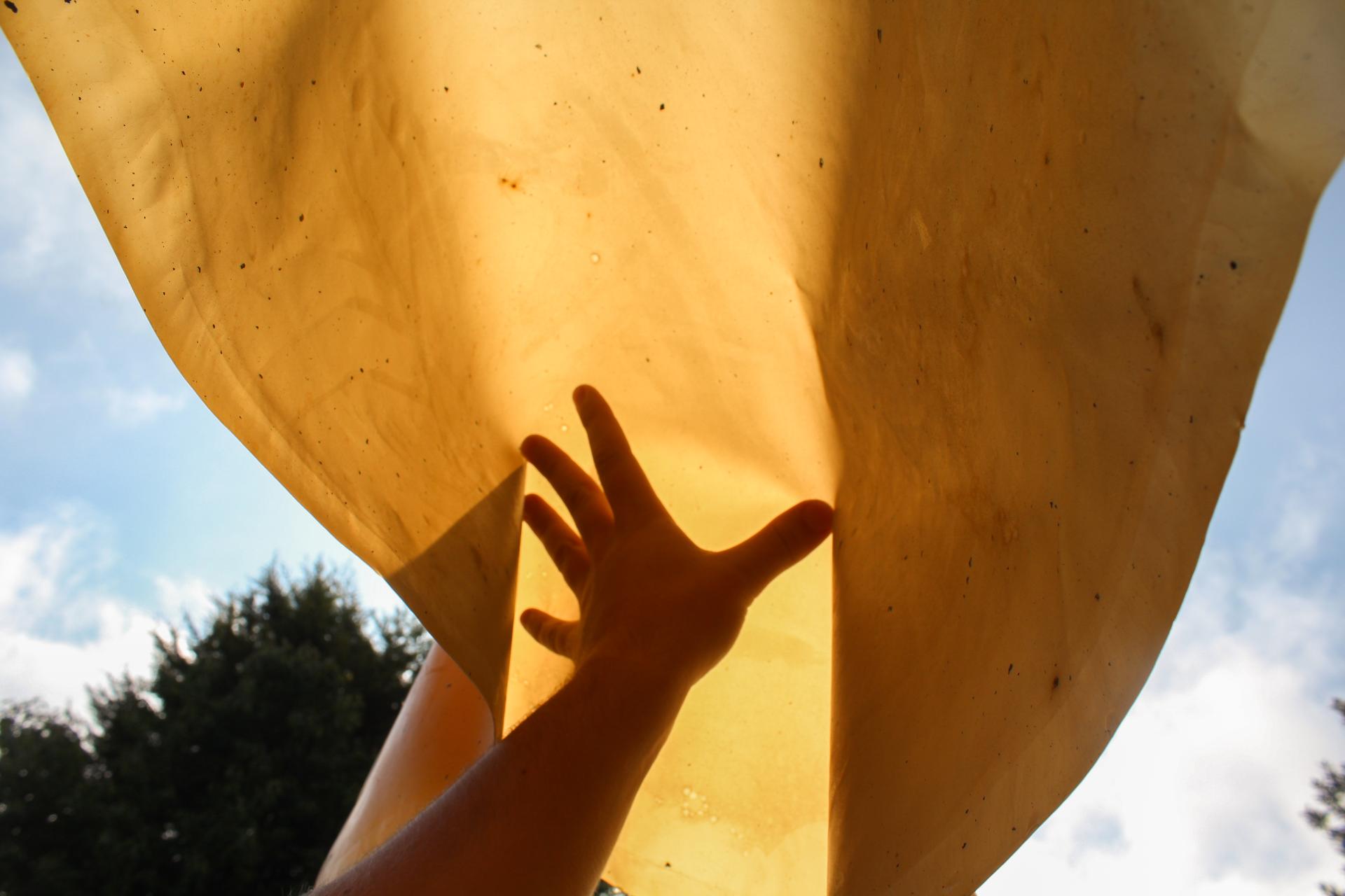 Graduate spotlight: Milly Vine, bio-based textile design.