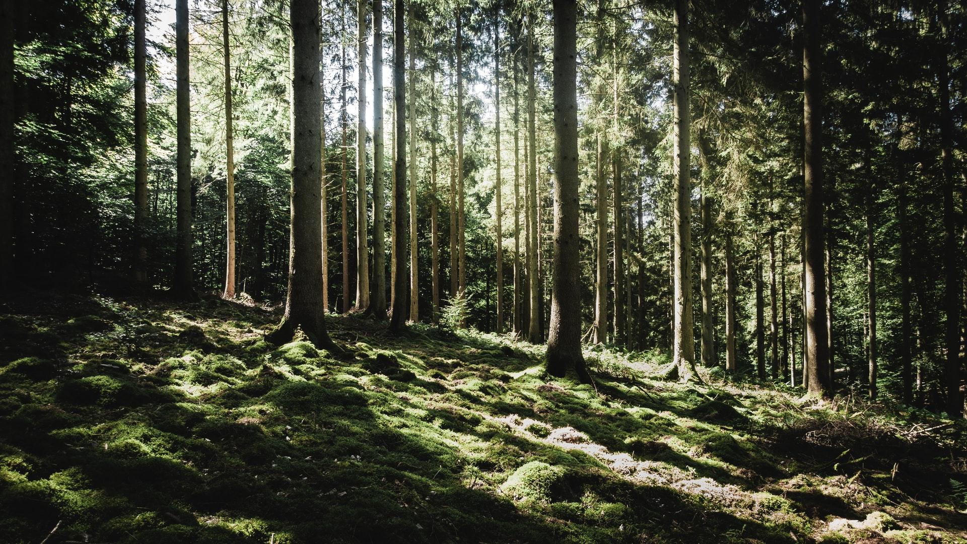Sunlight filters through tall trees onto a mossy forest floor, showcasing the beauty of nature and sustainability.