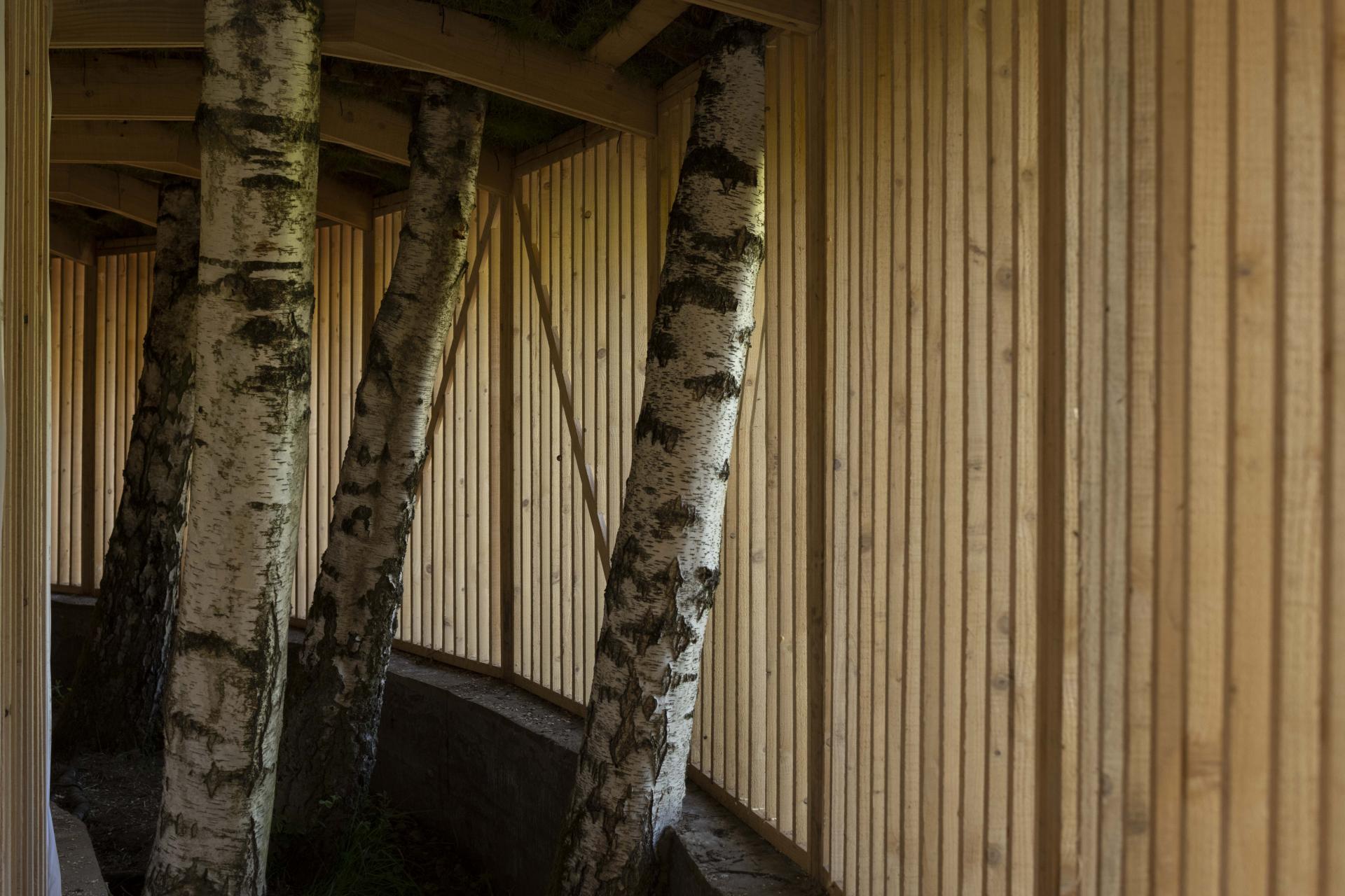 Birch trees nestled within a wooden installation, highlighting the intersection of nature and contemporary art in Morison's work.