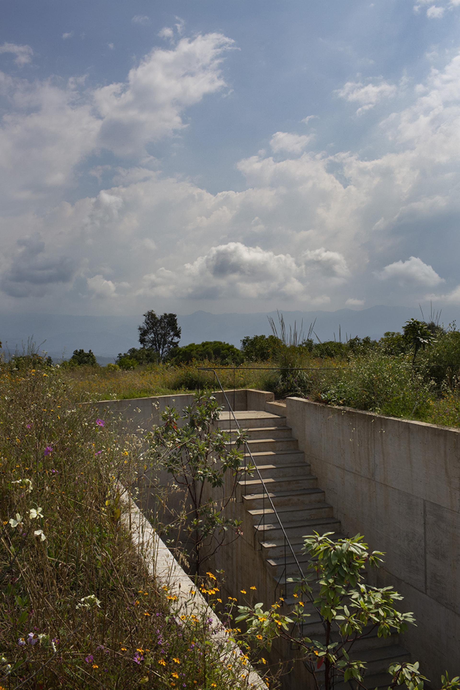 Concrete stairs lead into the lush, flower-filled landscape of Avocado House, nestled in the Mexican forest.