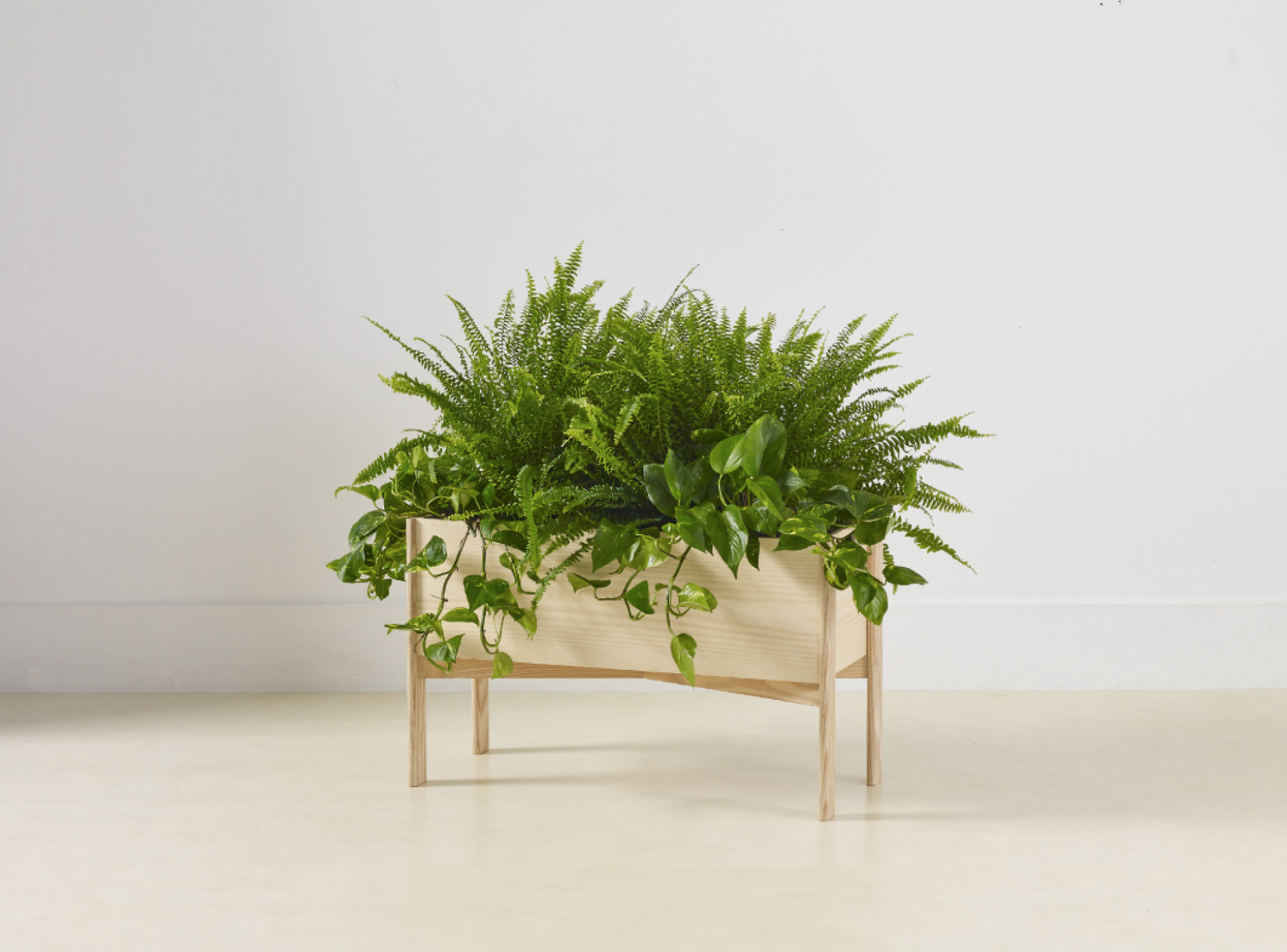 Well-designed furniture planter filled with lush green ferns and trailing plants, promoting wellbeing in interior spaces.