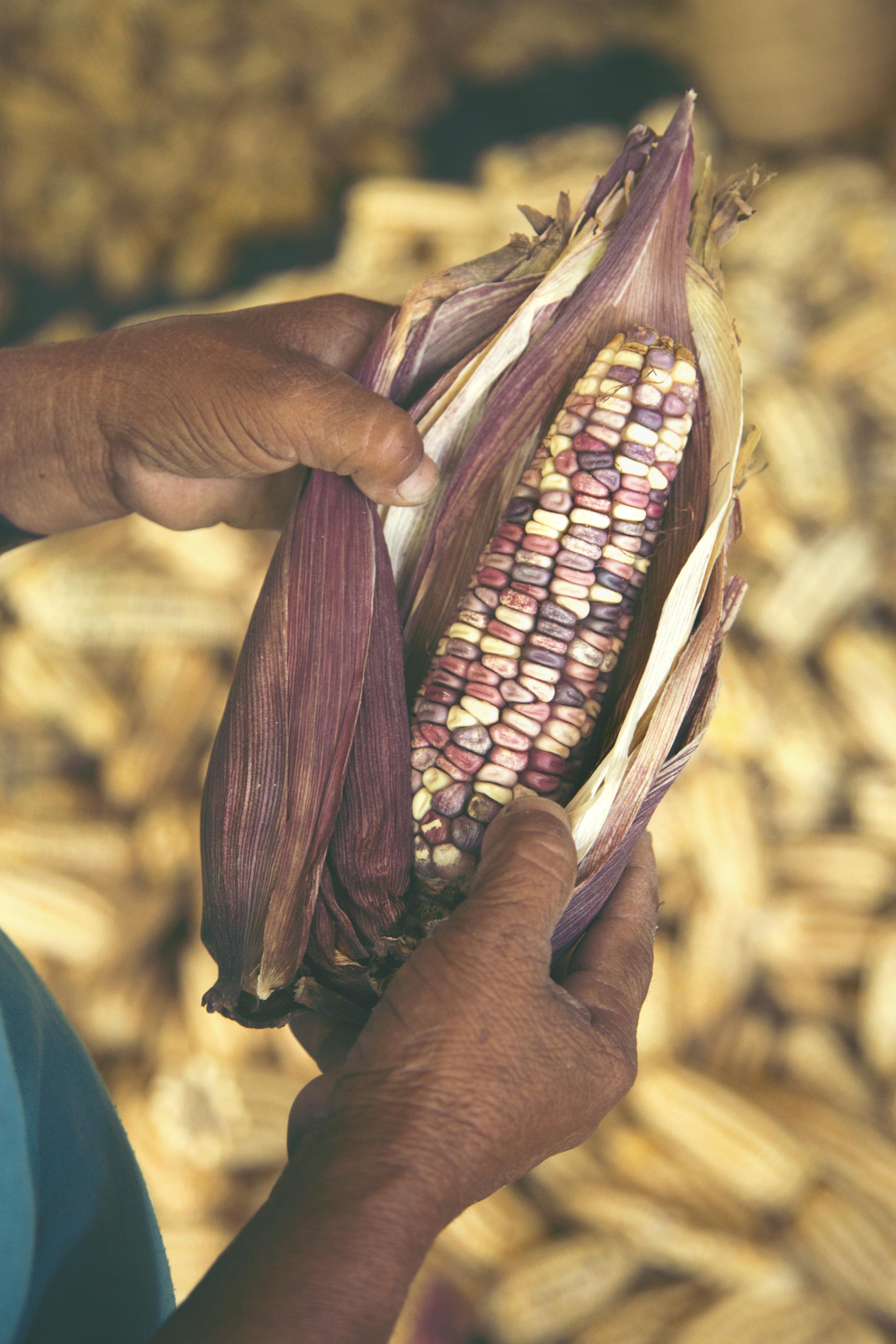Hands holding an open ear of colorful heirloom corn, highlighting the unique hues of totomoxtle husks.
