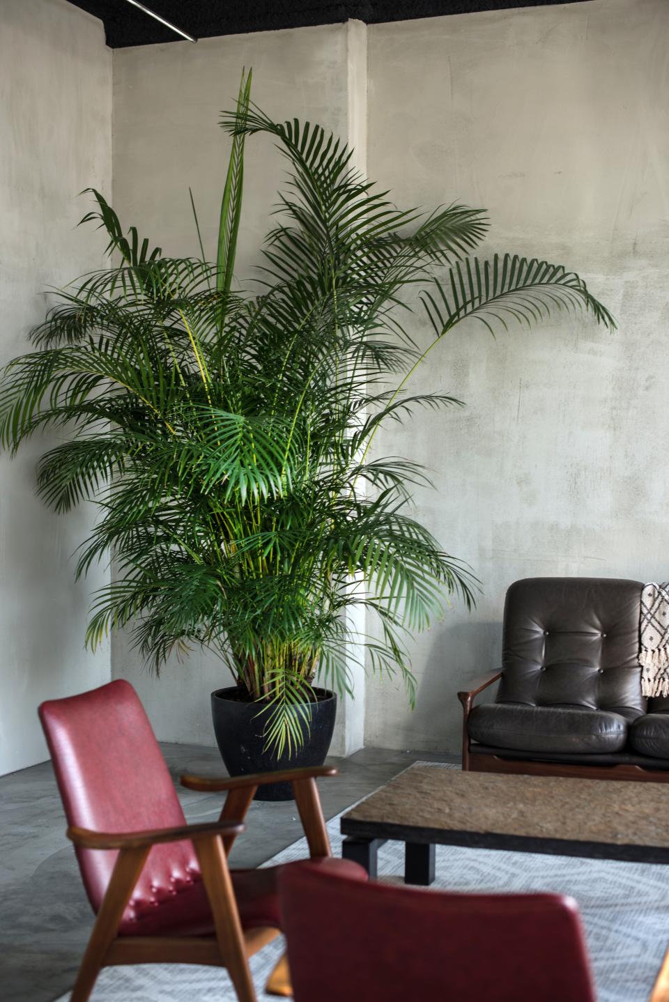 Lush indoor palm plant next to minimalist furniture in HOP's industrial-style Public Space in Amsterdam.