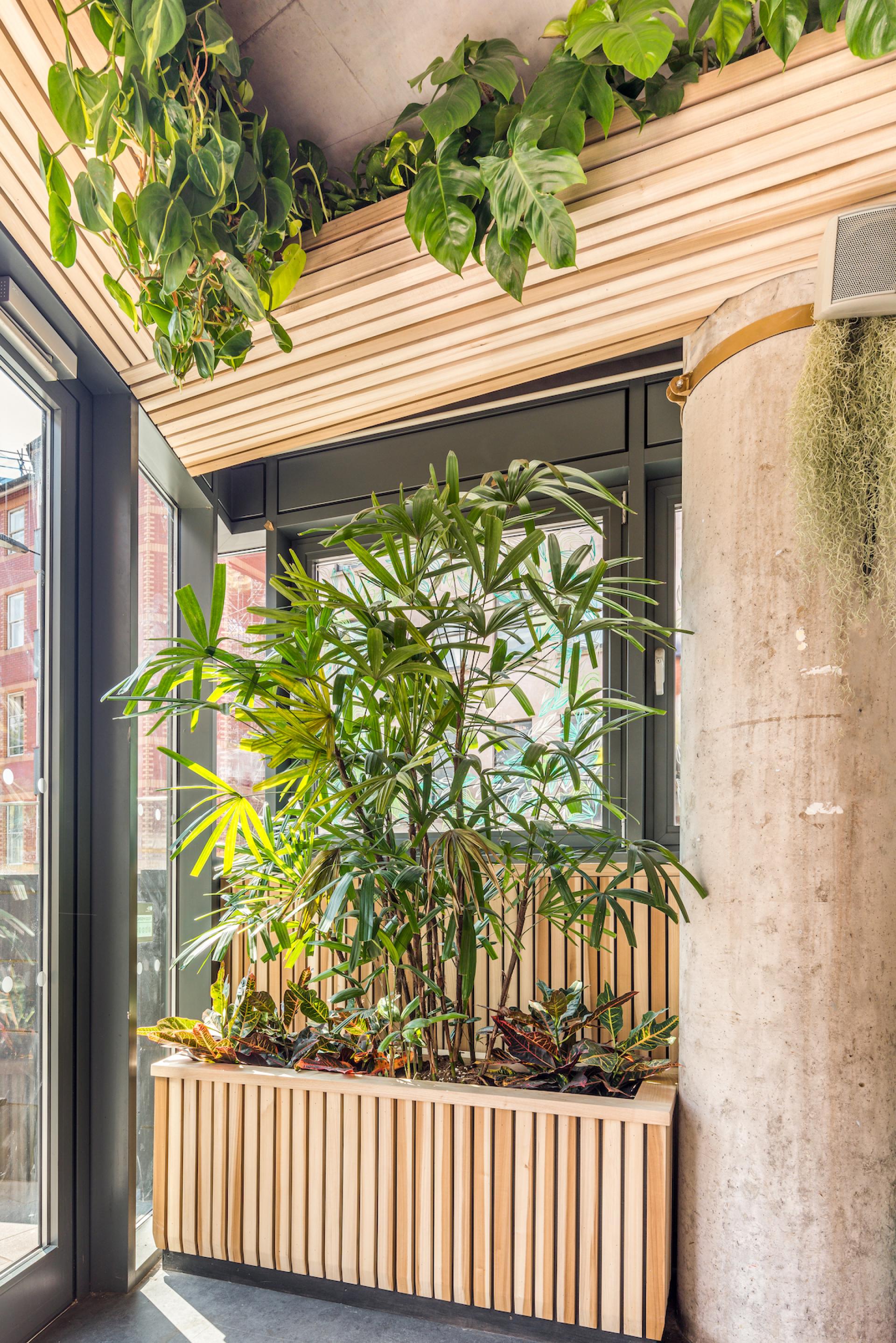 Lush indoor plants in a wooden planter create a welcoming atmosphere at Bristol Loaf in Bristol Beacon.