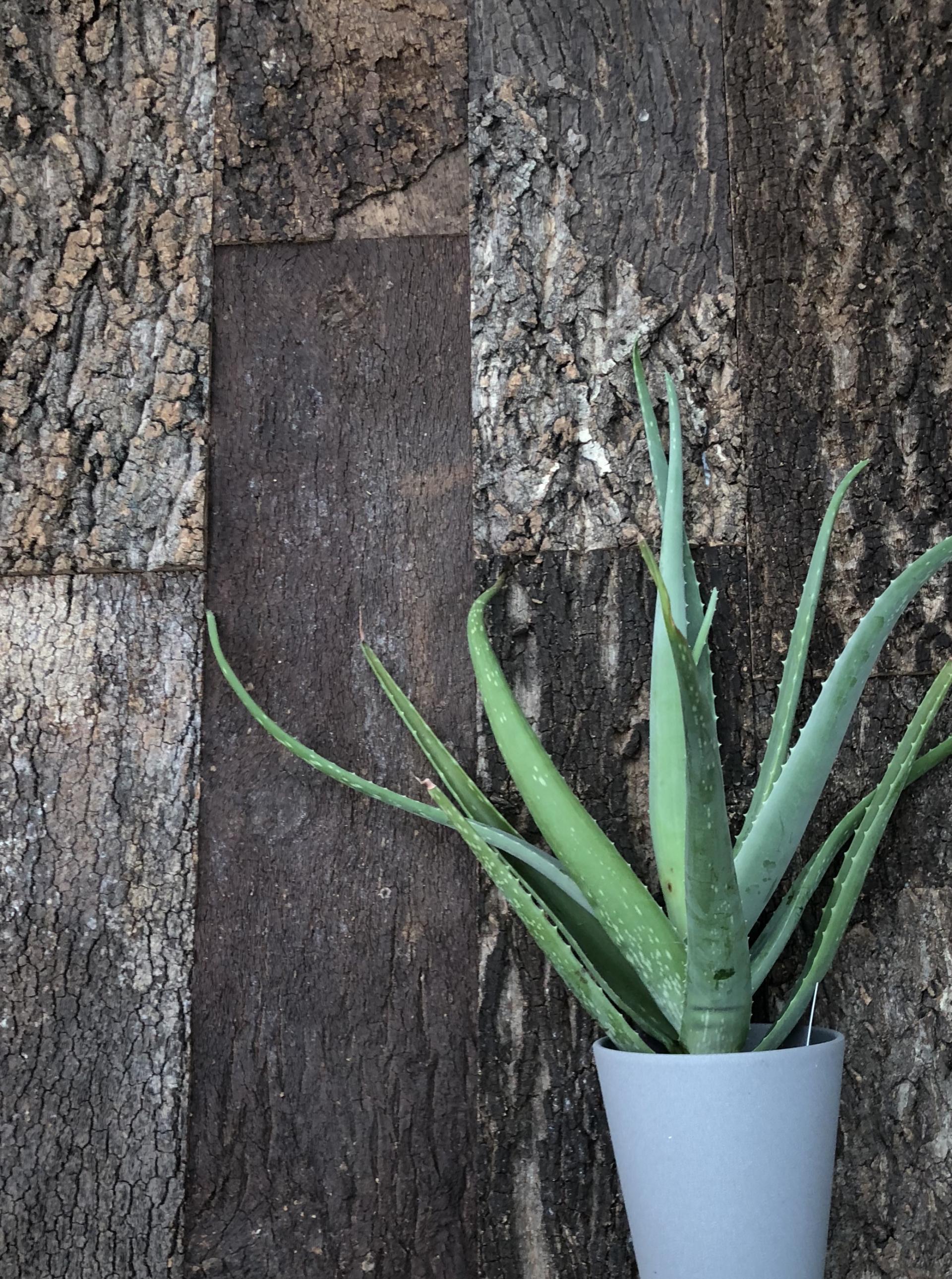 Aloe vera plant in a gray pot against a textured wooden wall, showcasing natural design trends for the Surface Design Show.