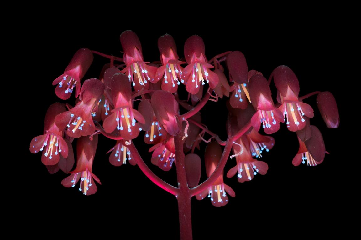 Material Moods, Vitality: A palette crafted from nature's chromatic code for co-existence. 