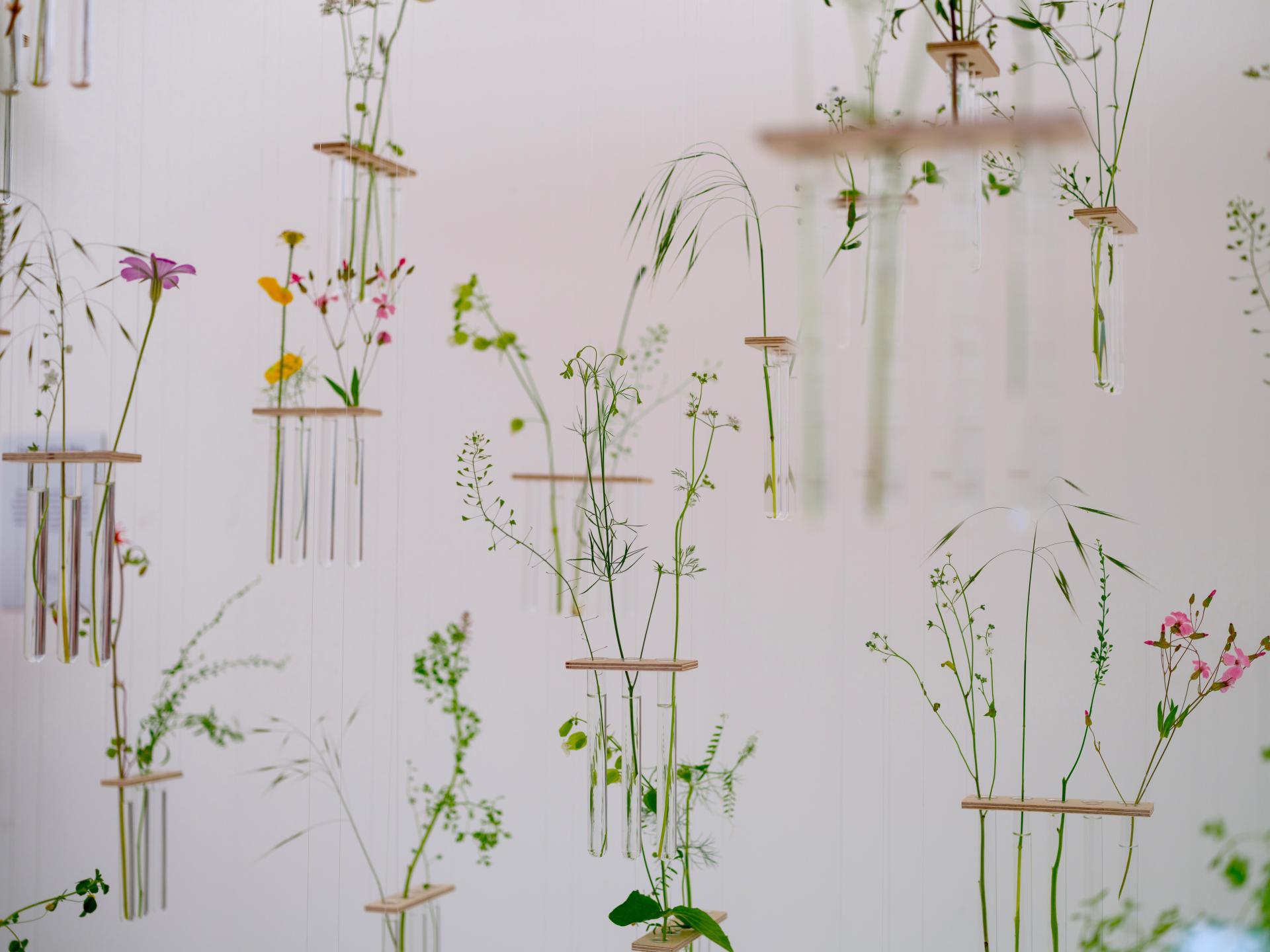 Hanging glass tubes with flowers and greenery, showcasing Charlotte Smithson's contemporary art installation in Manchester.