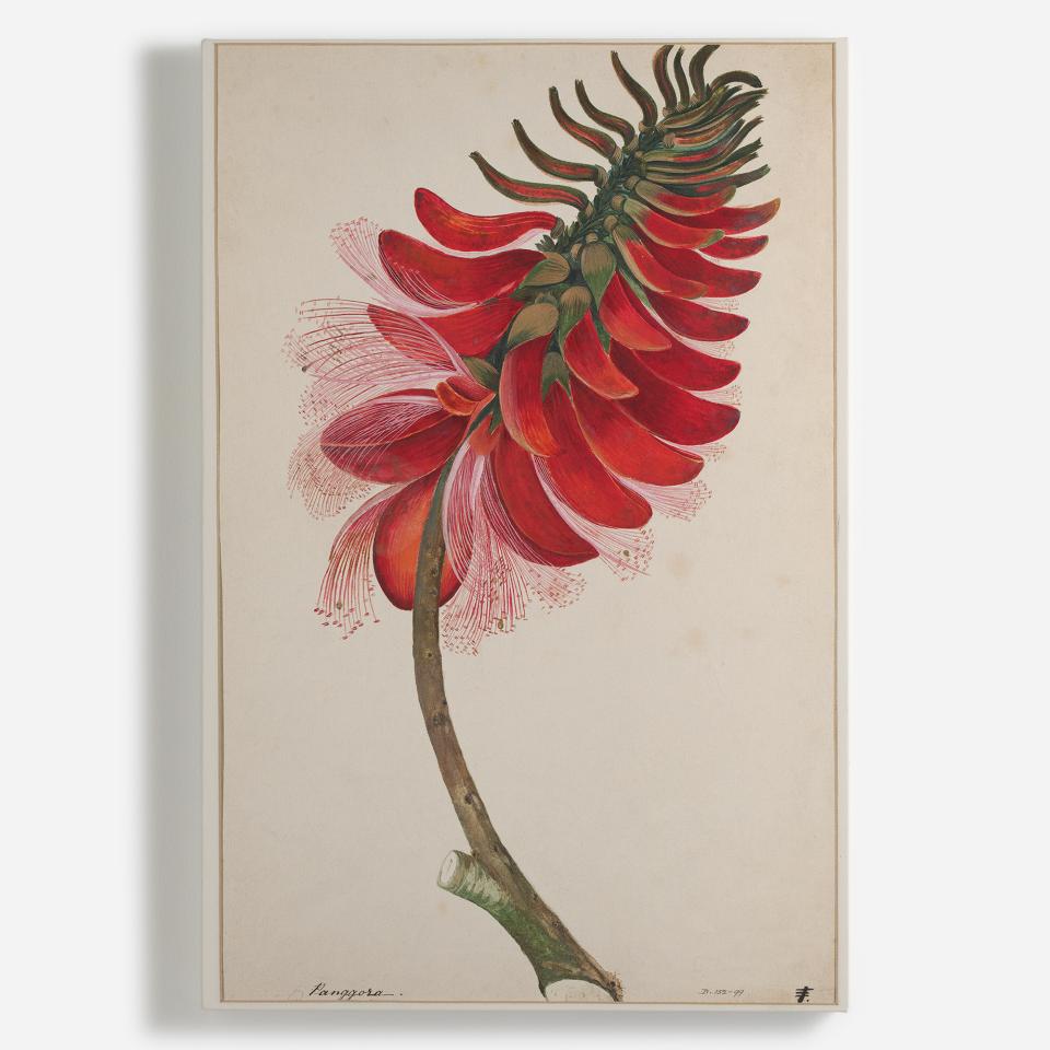 Vibrant red flower illustration featuring intricate petals and a slender stem, highlighting botanical beauty for Surface View’s collection.