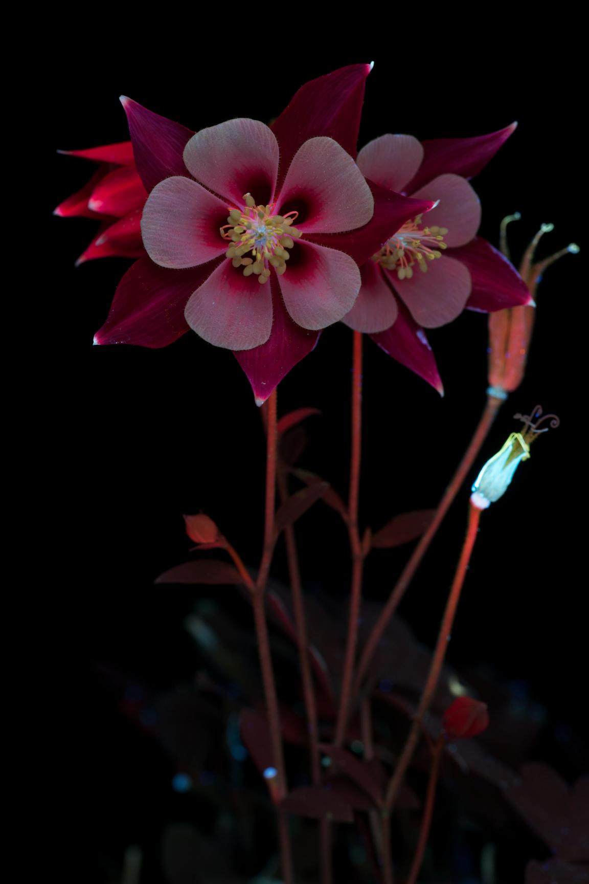 In conversation with photographer Craig Burrows - author of What The Bees See.