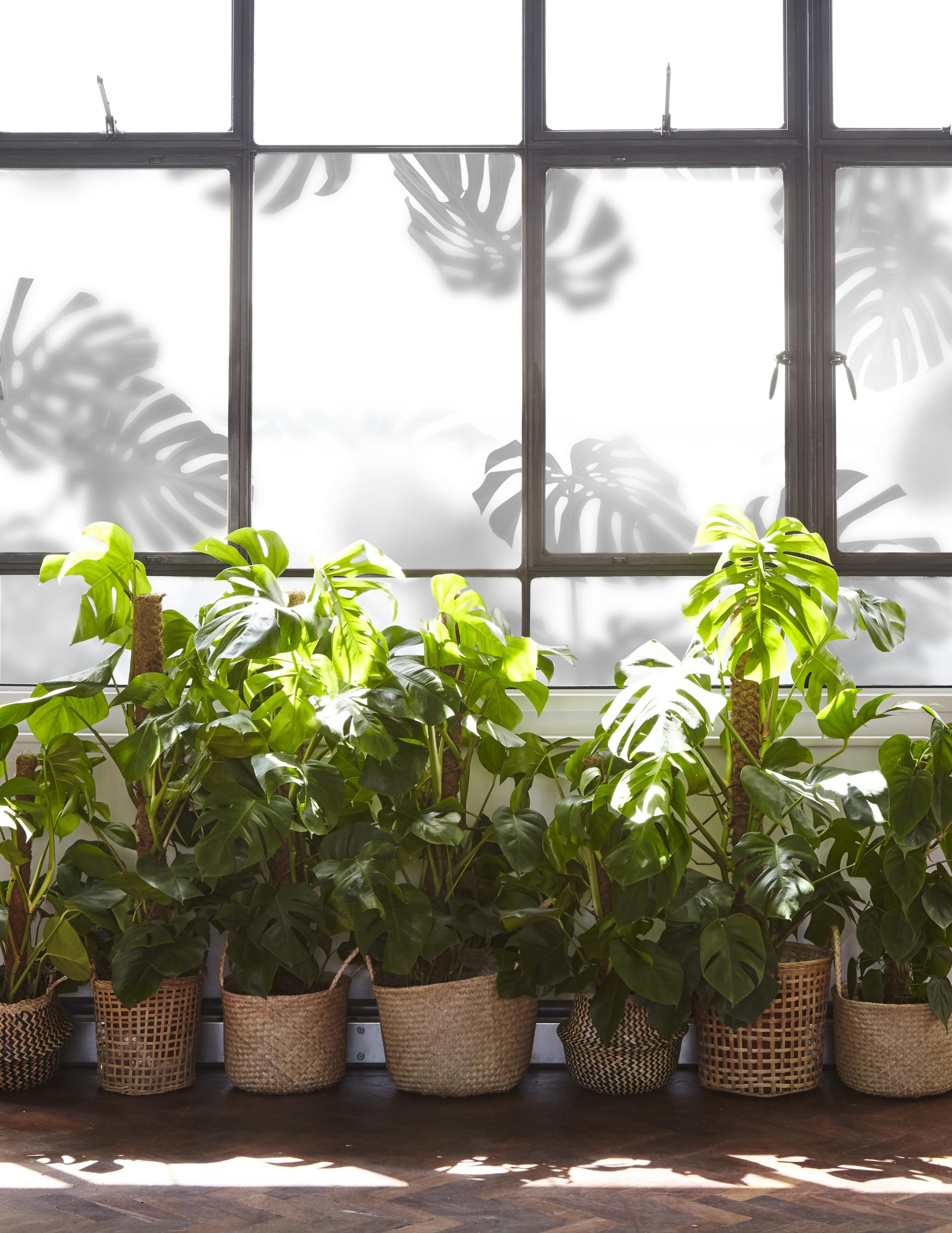 Chic loft office space featuring vibrant potted plants beside large windows, enhancing the airy atmosphere of the design.