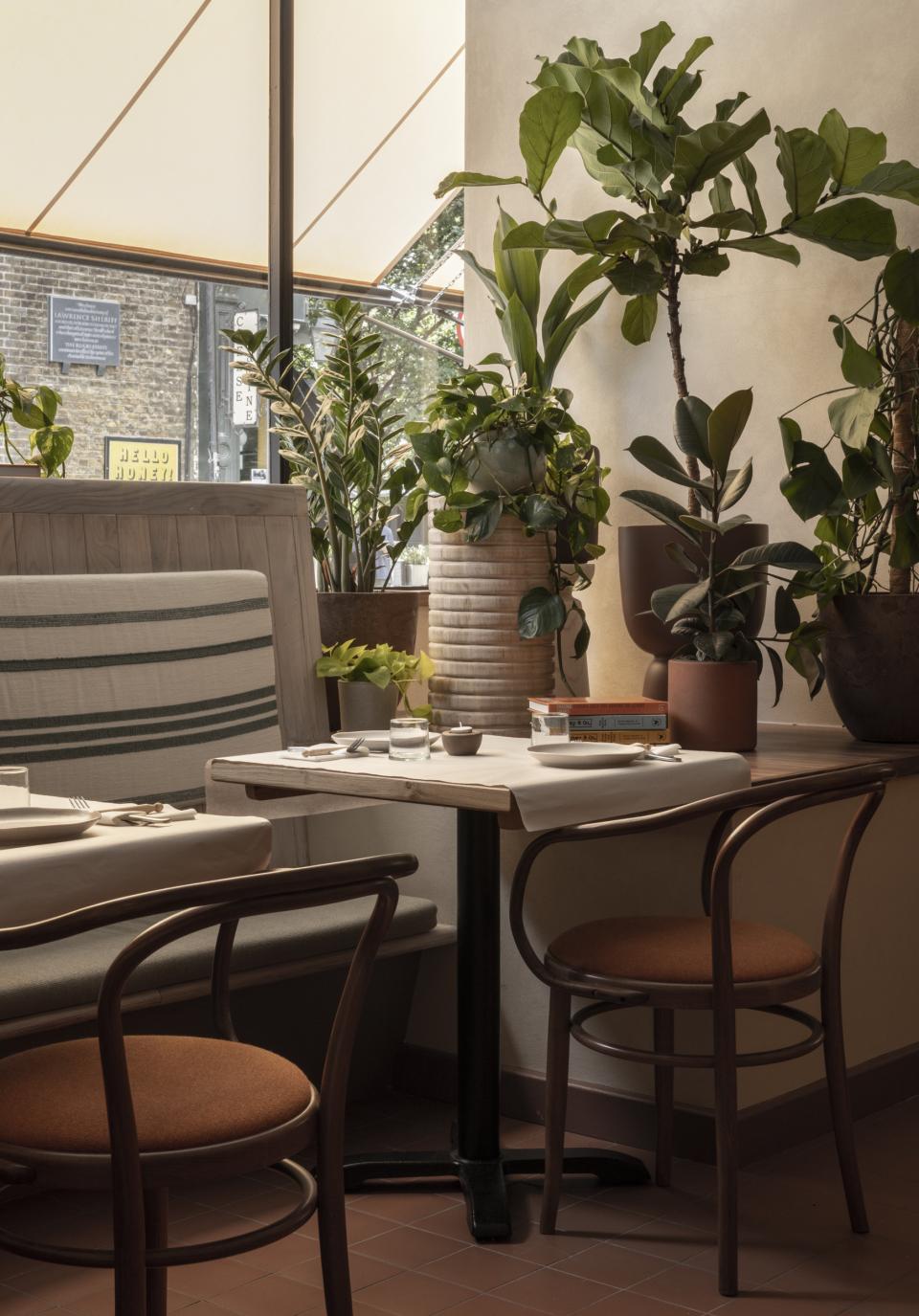 Charming café interior at Honey & Co Bloomsbury with plants, wooden furniture, and natural light accents.