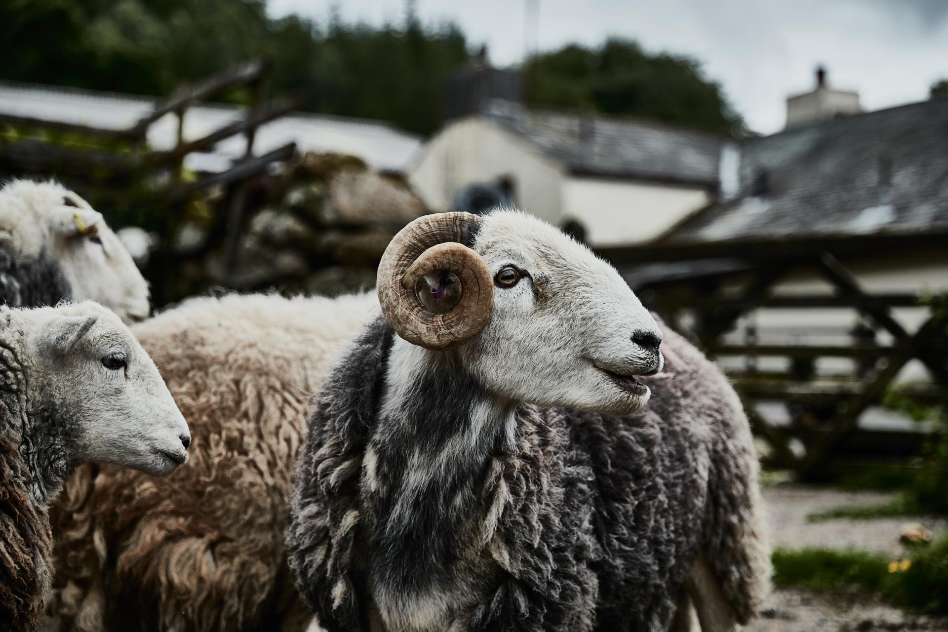 British sheep with distinct horns grazing near rustic buildings, representing Solidwool's commitment to sustainable materials.