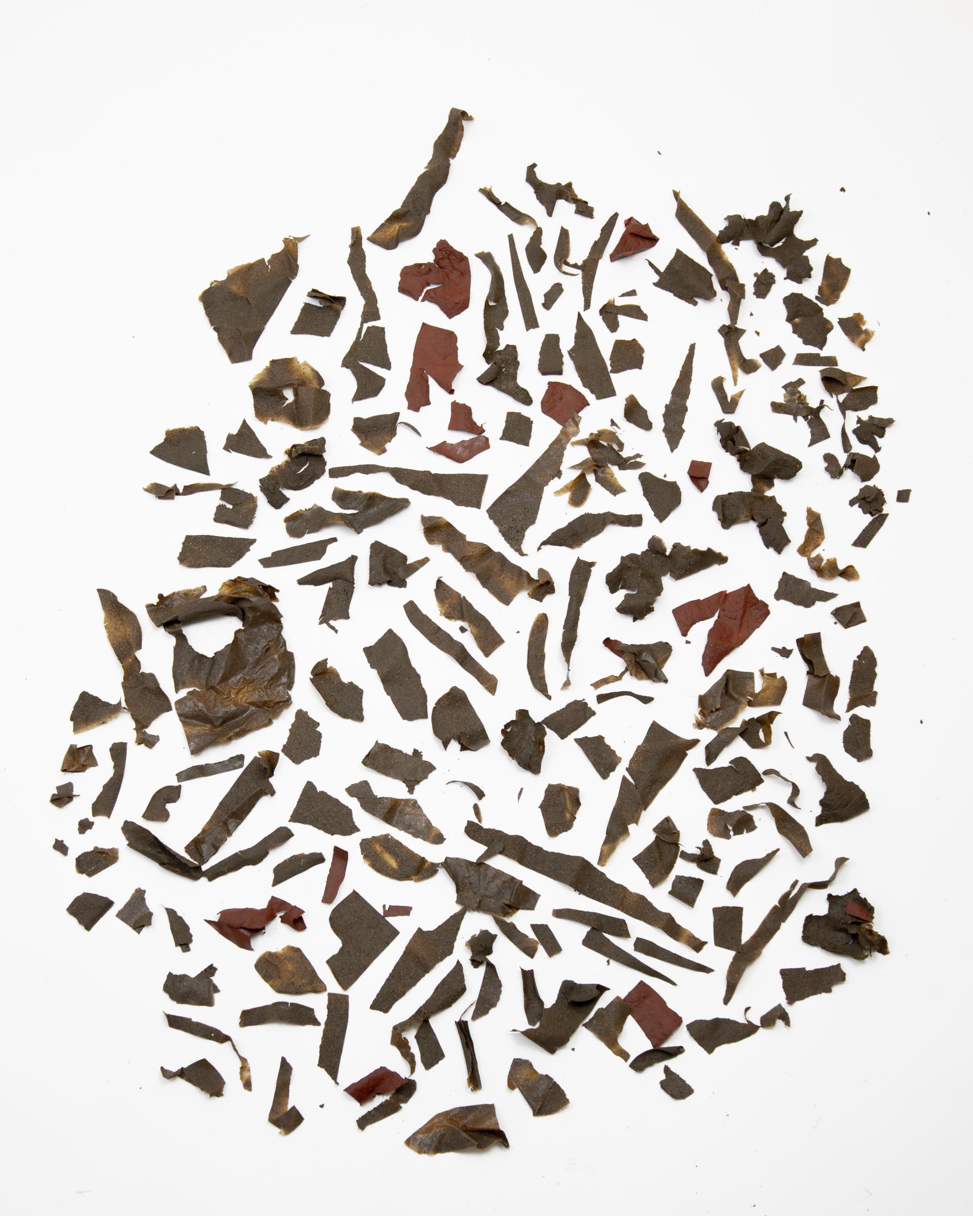 Lola Ben-Alon, assistant professor, Columbia University & director, Natural Materials Lab.