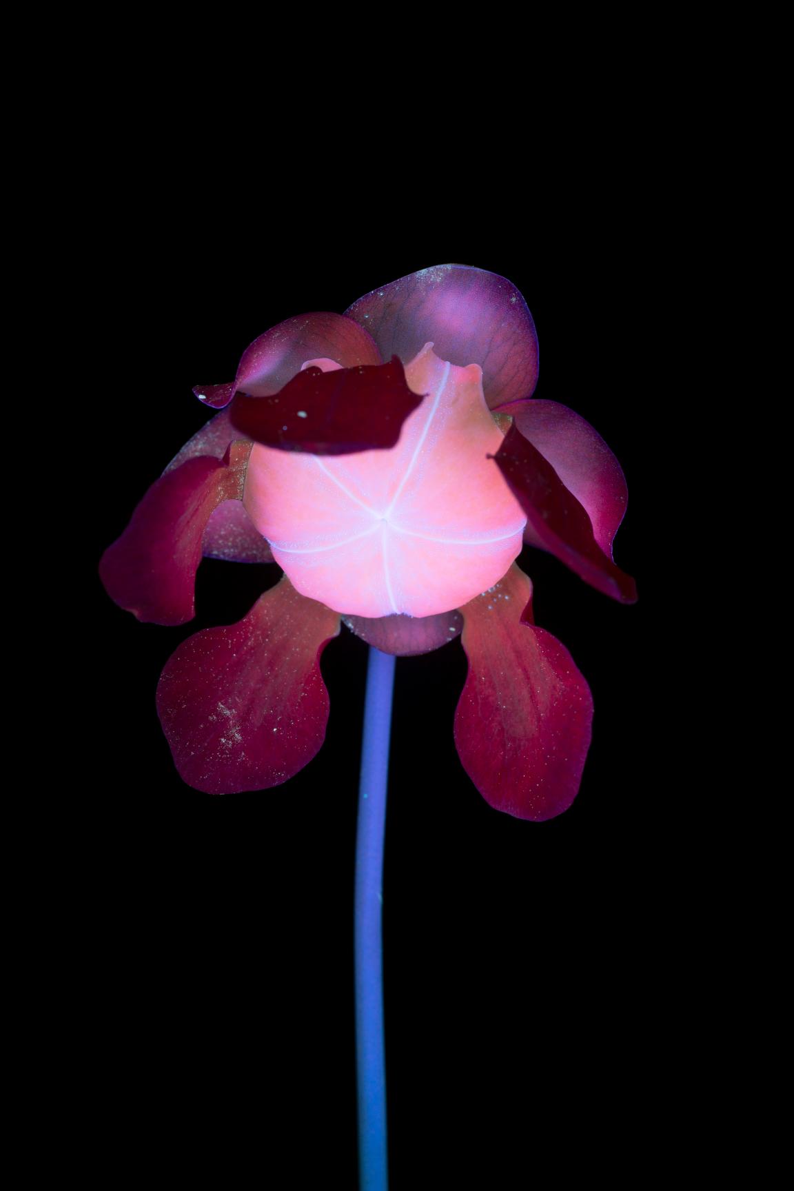 In conversation with photographer Craig Burrows - author of What The Bees See.