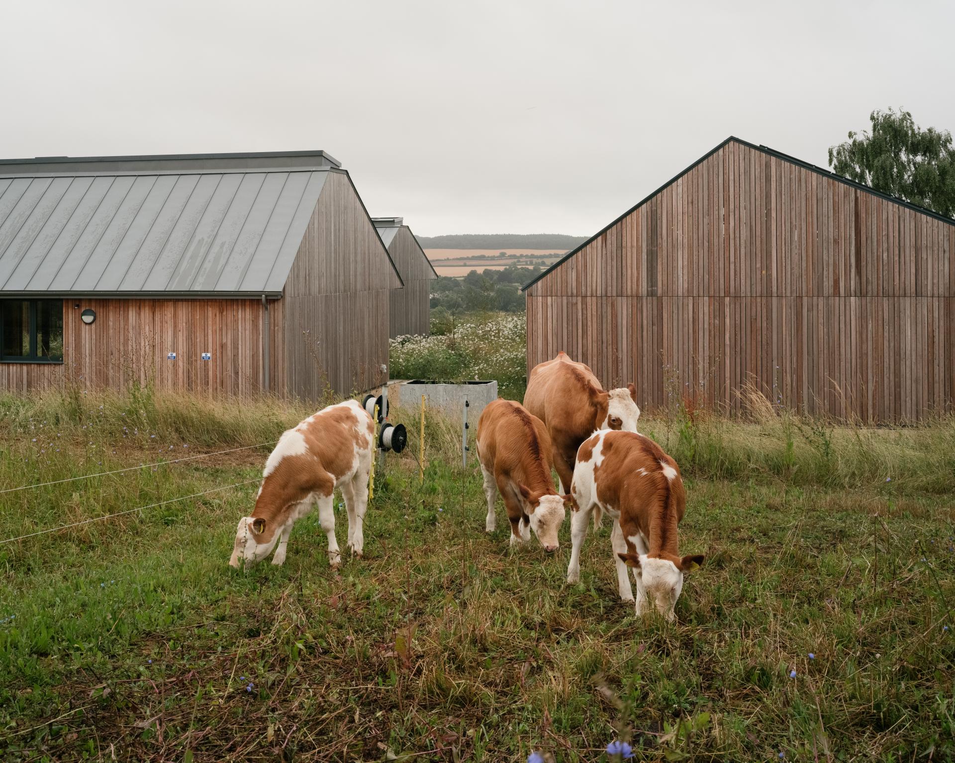 Cows grazing in a lush field next to a modern, sustainable farming education centre in the Cotswolds.