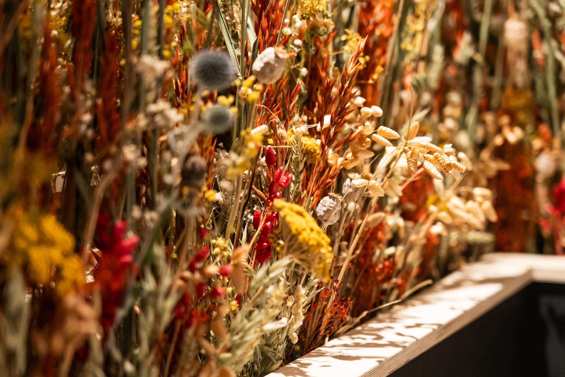 Vibrant display of dried flowers and grasses, showcasing natural design elements in Scotland's built environment community.