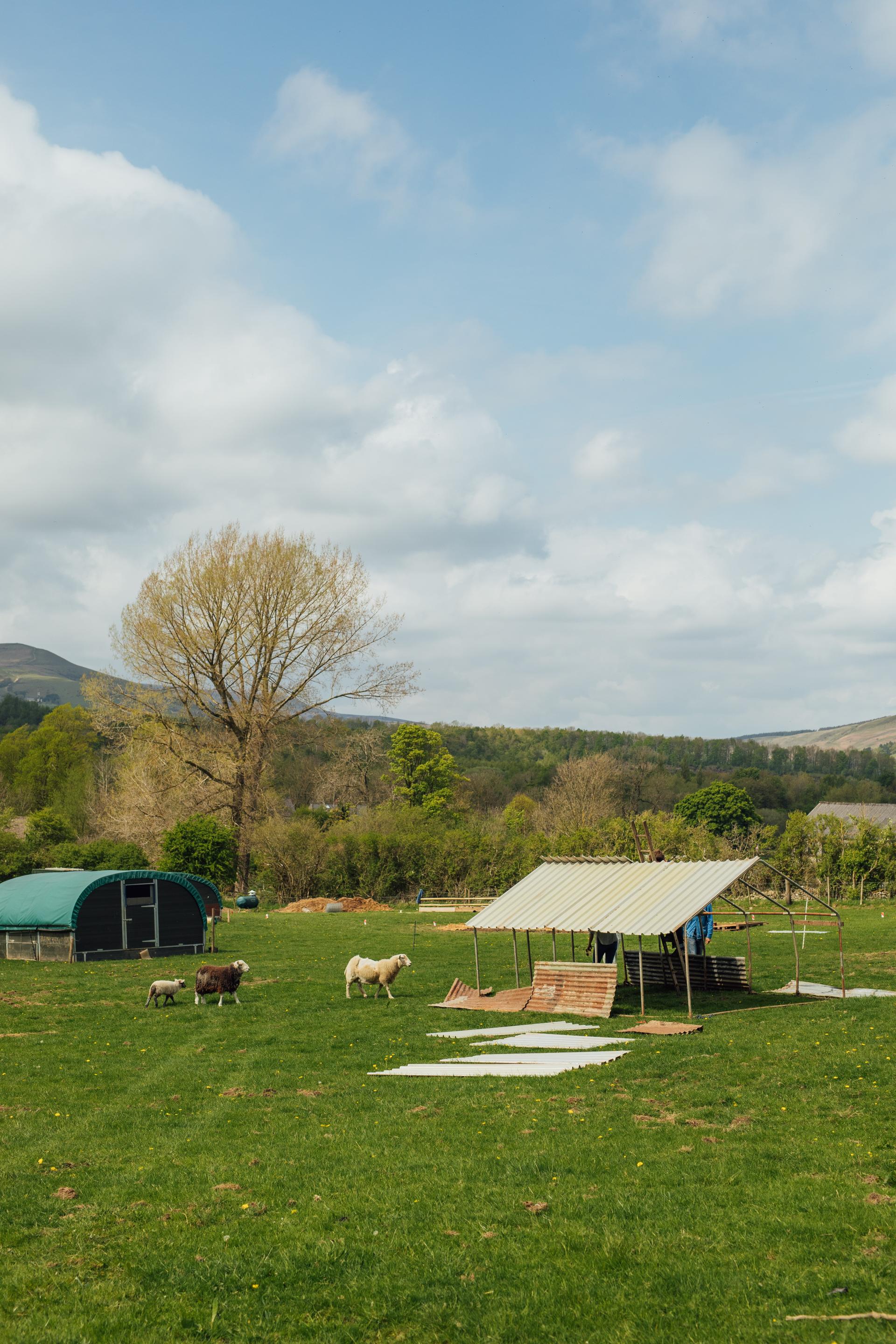 Sheep grazing in a green field near a rustic shelter, with trees and hills in the background.