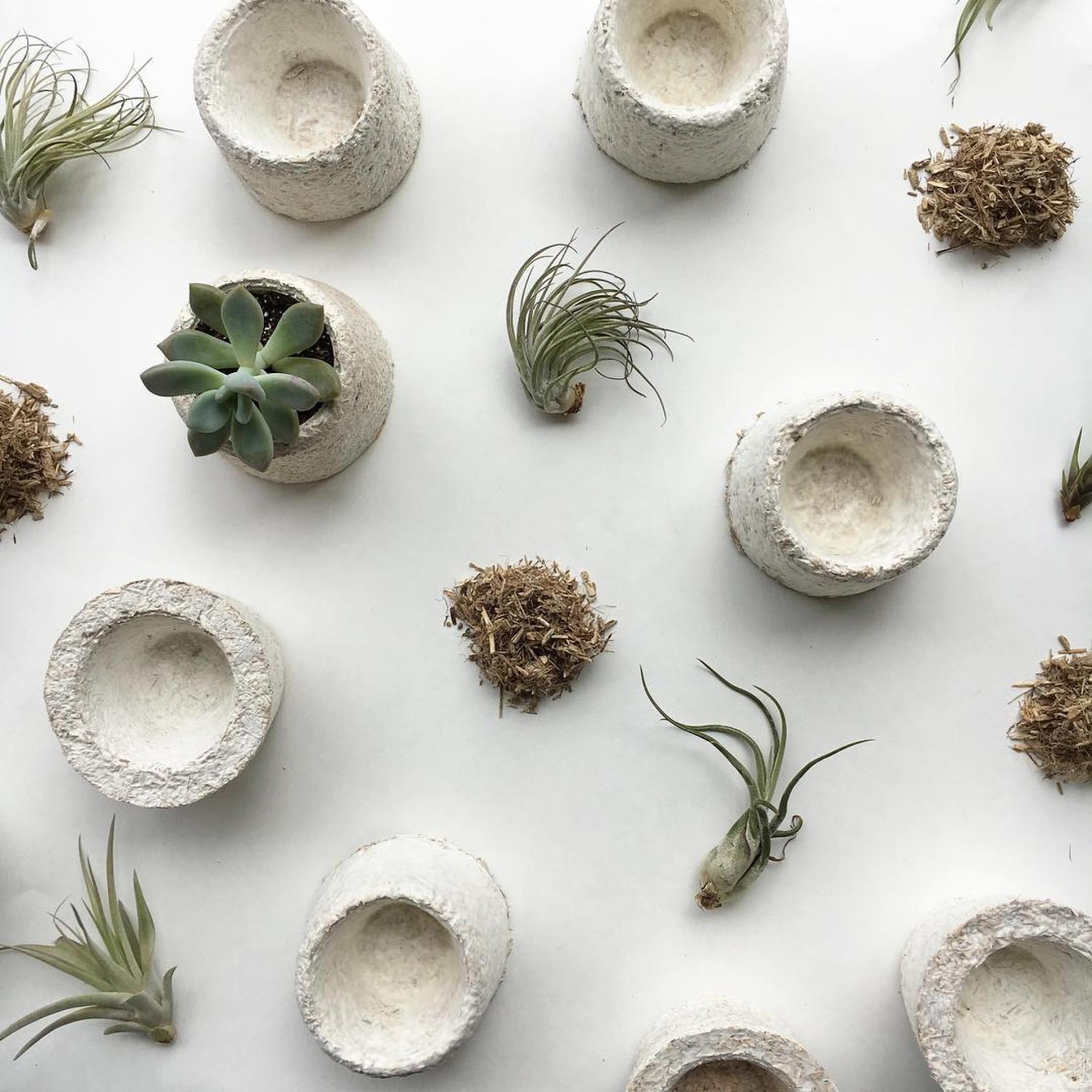 Eco-friendly planters and air plants on a white background, showcasing sustainable materials and designs for climate awareness.