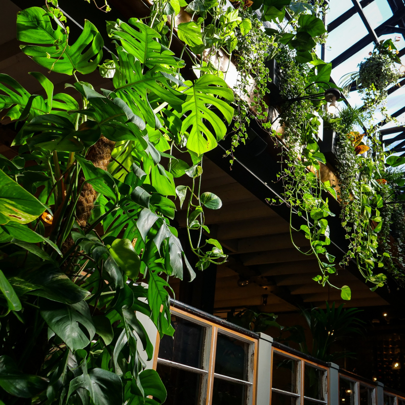 Biophilic Design